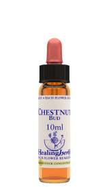 CHESTNUT BUD