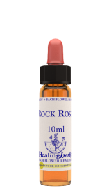 ROCK ROSE