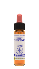 SWEET CHESTNUT